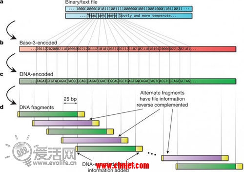 打开生命之门 英国科学家将莎士比亚诗词编码入DNA