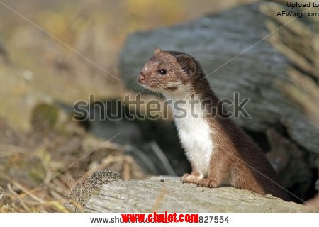 stock-photo-wild-weasel-81827554.jpg