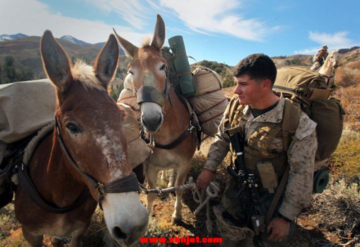 Marine-Corps-Mule.jpg