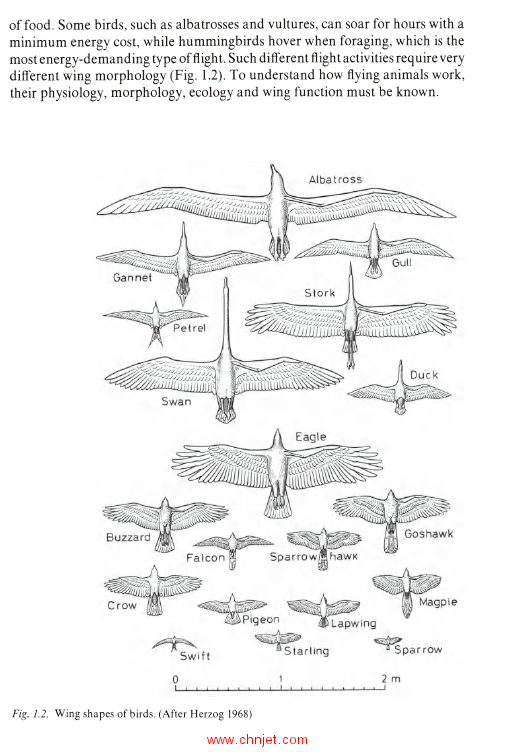 《Vertebrate Flight：Mechanics, Physiology, Morphology,Ecology and Evolution》