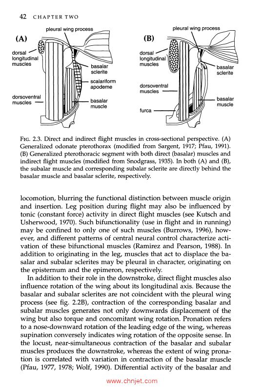 《The Biomechanics of Insect Flight: Form, Function, Evolution》